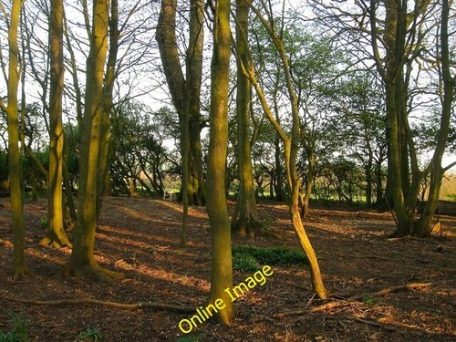 Foto 6x4 rocky clump - foto,