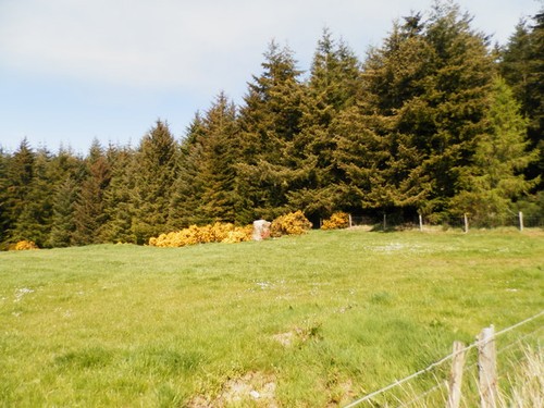 Foto 6x4 feld waldrand bei - 6x4,