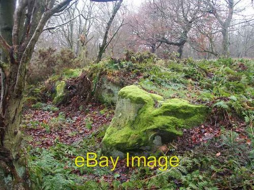 Foto 6x4 humbie wood aberdour - foto,