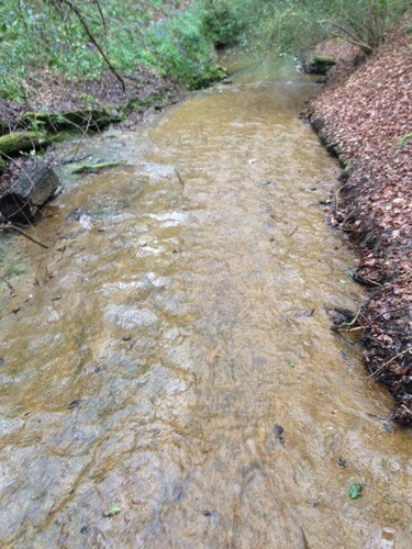 Foto 6x4 newick wood - newick, ghyll